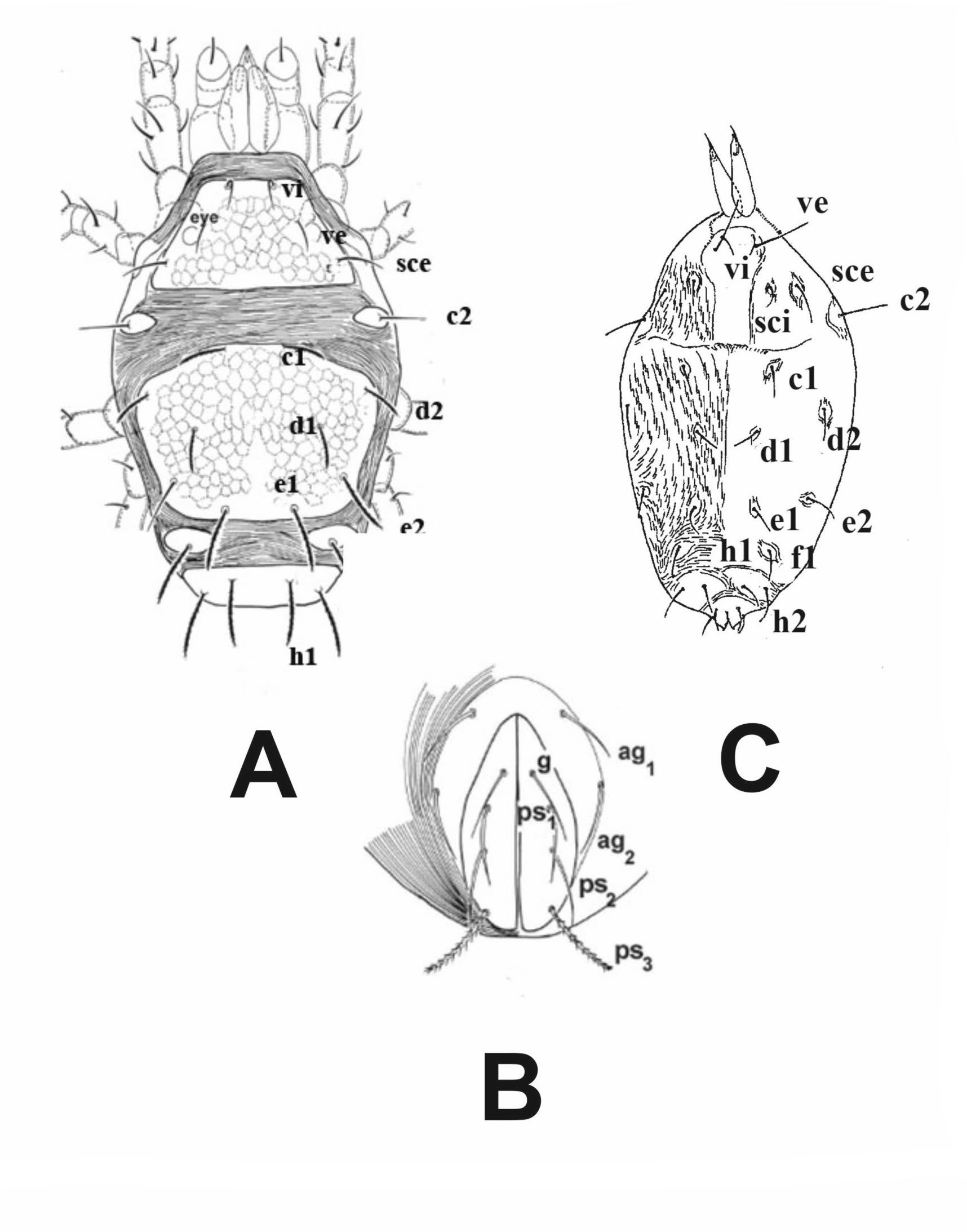 Nomenclatura de las sedas de Stigmaeidae. A: Parte dorsal del idiosoma de Agistemus. B: Área anogenital de Agistemus. C: Parte dorsal del idiosoma de Storchia.