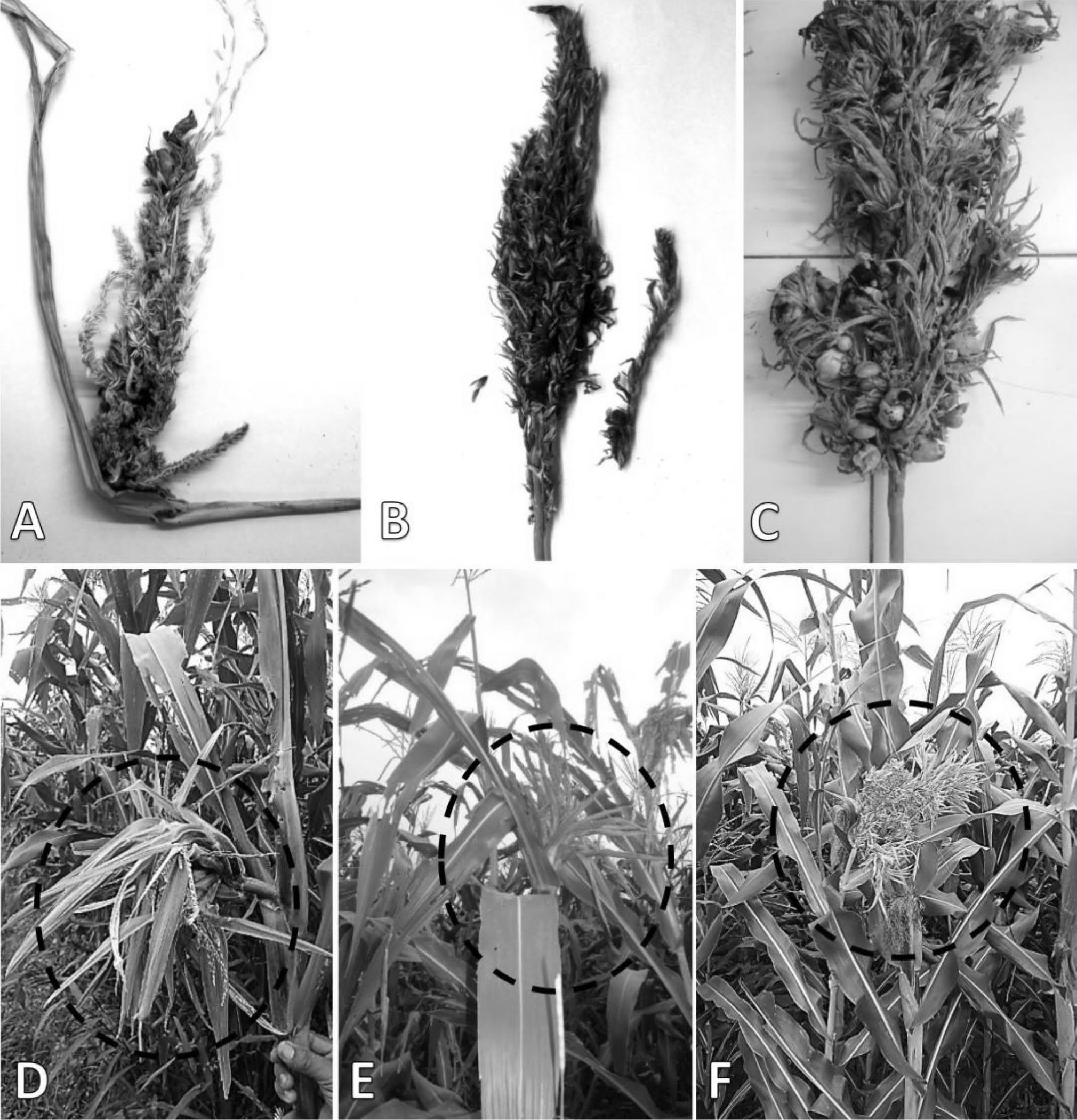 Síntomas del carbón de la espiga del maíz. A, B y C: soros en inflorescencia masculina; C: espiga con exceso de crecimiento, soros del carbón y filodia; D, E y F: Filodia. / Symptoms of Head smut of maize. A, B and C: sorus on male inflorescence; C: overgrowing male inflorescence with sorus and phylody; D, E and F: Philody.