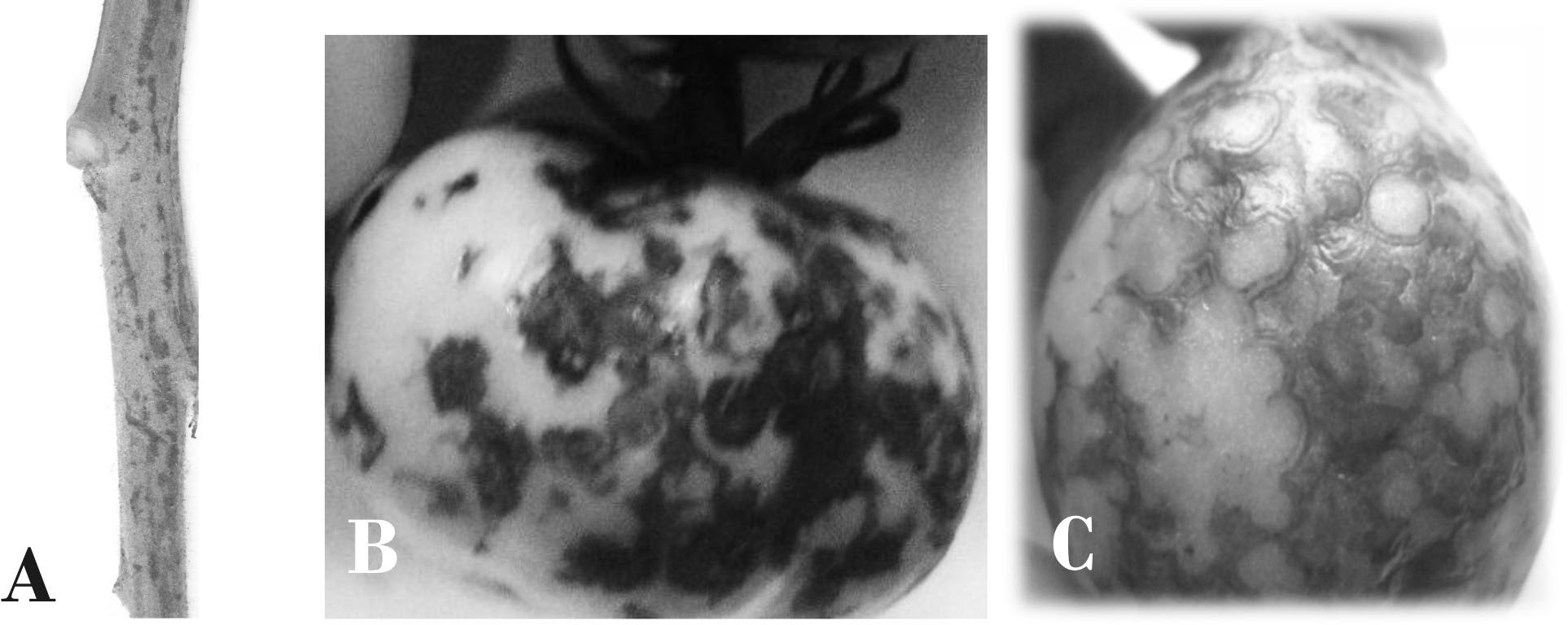 Síntomas causados por TCSV en tallos y frutos de plantas de tomate. A) Estrías necróticas en tallos. B) Manchas necróticas en frutos. C) Anillos concéntricos en frutos
