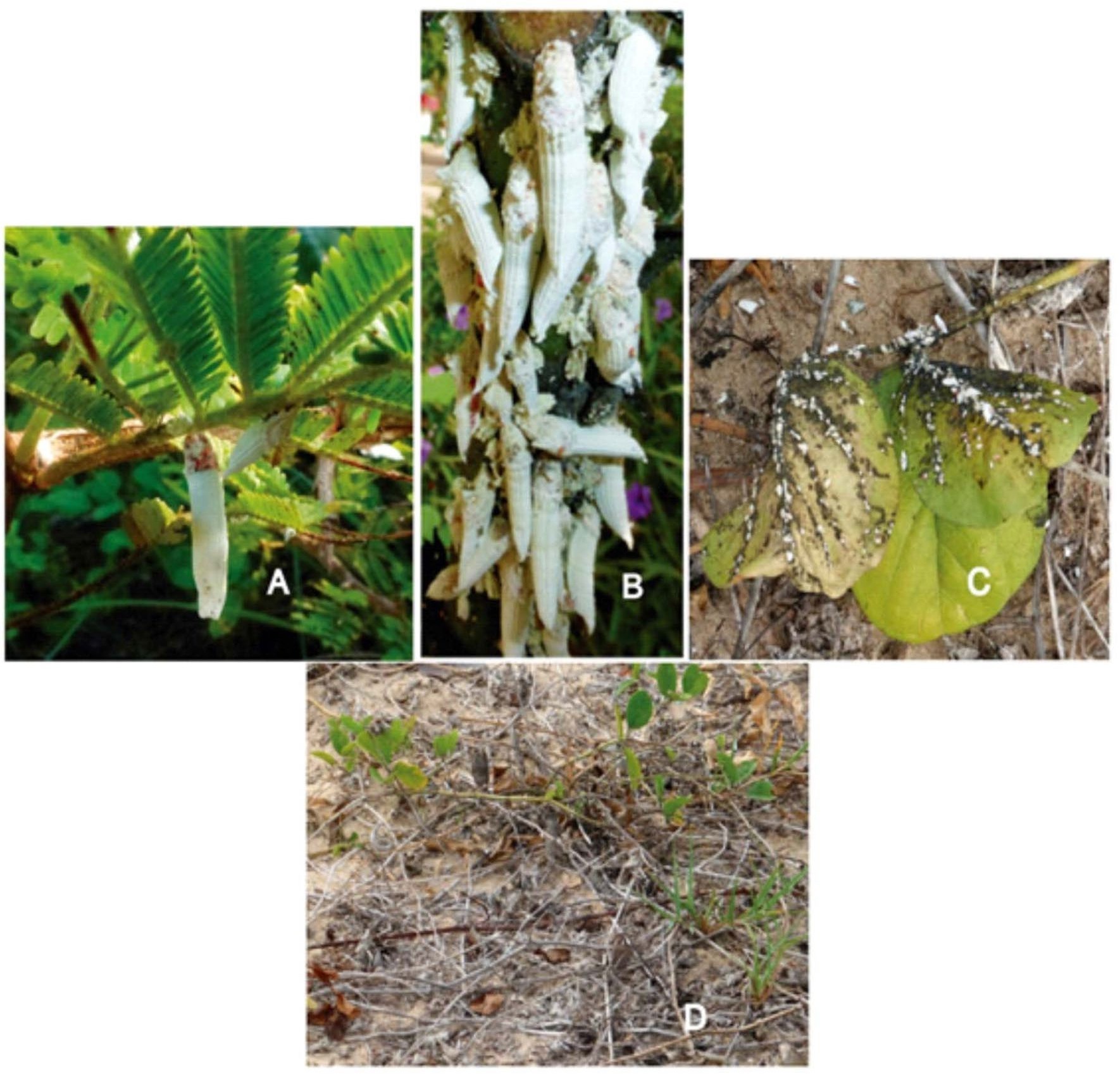 Crypticerya genistae (Hempel) sobre plantas hospedantes. A: Marabú en Boca Ciega. B: Senna allata en Guanabo. C: Canavalia rosea en Santa María. D: Euphorbia mesemry anthemifolia y C. rosae en Tarará. Fotografías tomadas in situ por J. L. Fontenla.