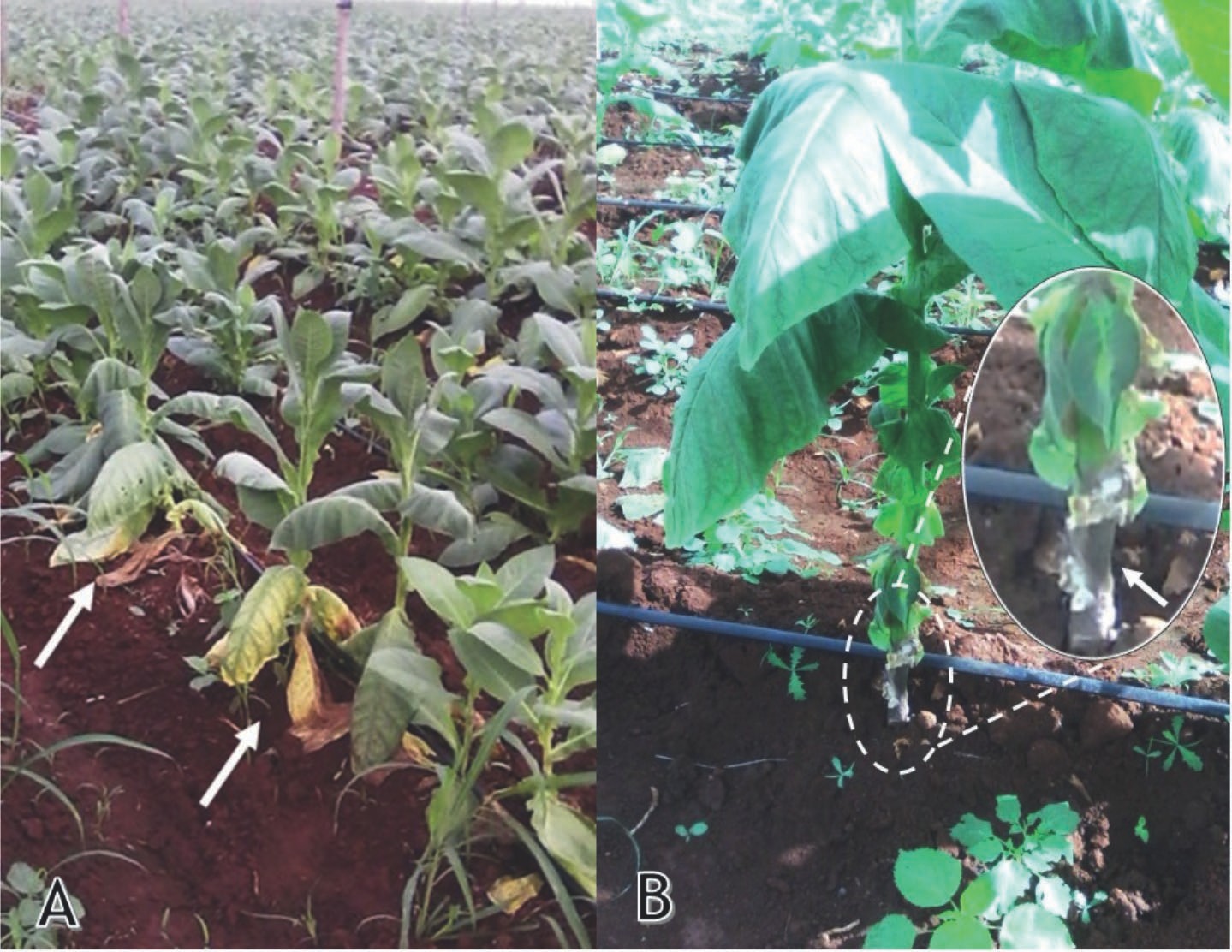 Síntomas presentes en los campos afectados. A-plantas con marchitez (fle- chas) y B-Planta con pudrición en la base del tallo.