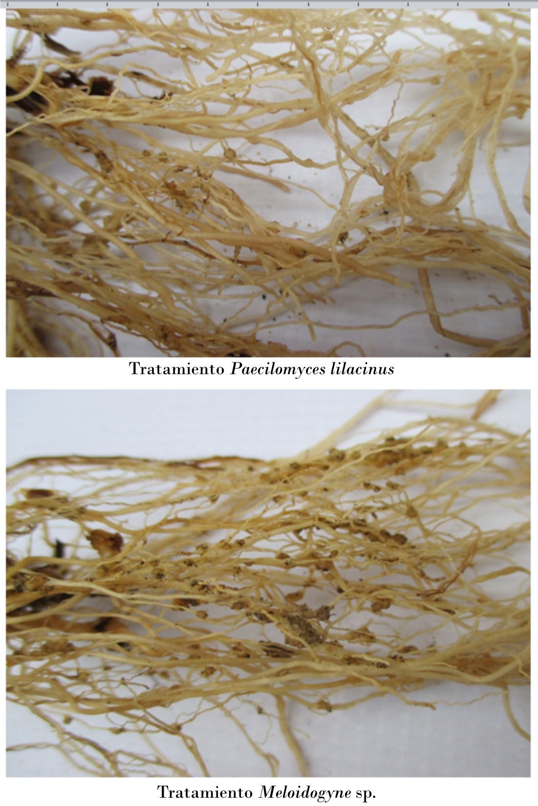 Raíces con presencia de nódulos en los tratamientos con P. lilacinus y M. incognita. Plantas con grado de severidad (3) (tra- tamiento P. lilacinus) y severidad (5) (tratamiento con Meloidogyne).