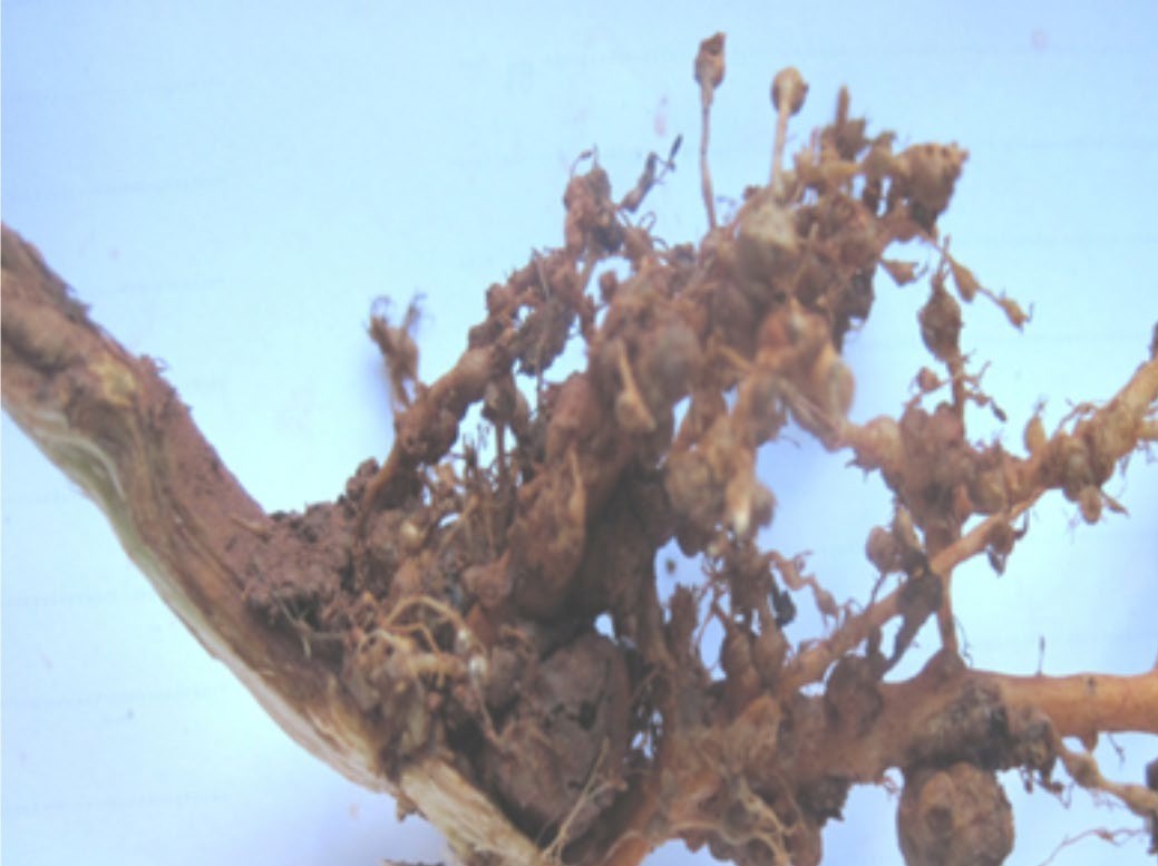 Raíces de Achyranthes aspera con agallas típicas de M. incognita (Finca Héroes de Yaguajay, Artemisa).