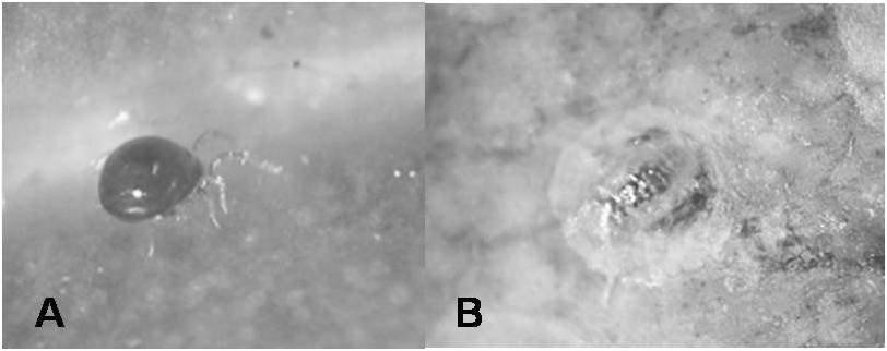 Artrópodos benéficos dominantes y constantes: A) Phytoseiulus sp., B) Aphytis sp. desarrollándose en Aspidiotus destructor.