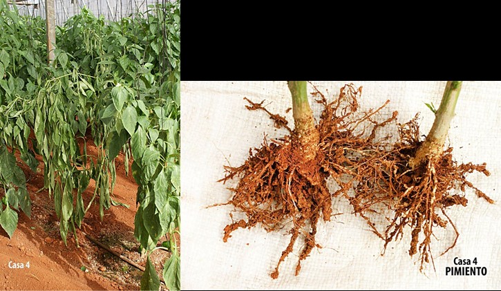 Síntomas de decaimiento y agallas causadas por M. incognita en las raíces del cultivo de pimiento.