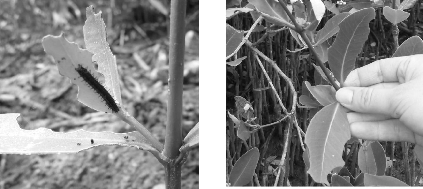Daño foliar en los márgenes de las hojas de árboles plantados (a) y de regeneración natural (b) de A. germinans en el manglar del ejido Las Coloradas, Ampliación Las Aldeas, Cárdenas, Tabasco.