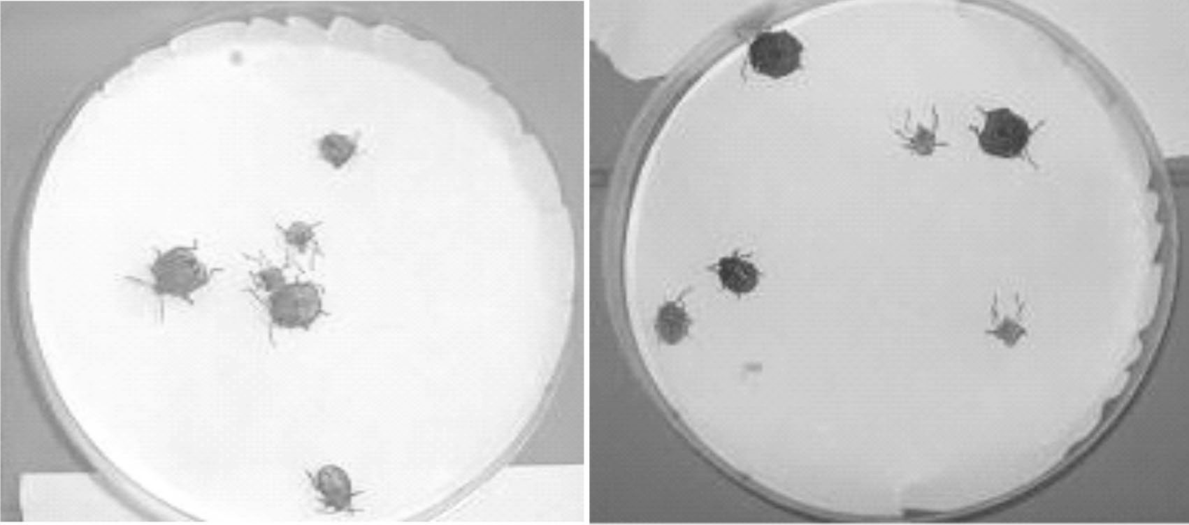 Patogenicidad de H. bacteriophora (cepa HC1) sobre las chinches N. viridula y P. guildinii (a), testigo tratado con agua; (b) variante tratada con nemátodo.