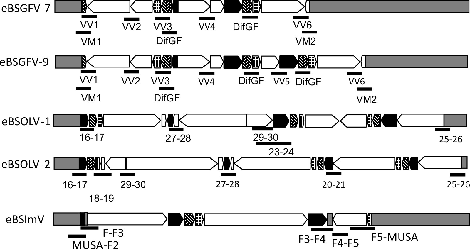 Schematic representation of the molecular structure of eBSGFV and eBSOLV alleles and eBSImV sequence in the genome of PKW.