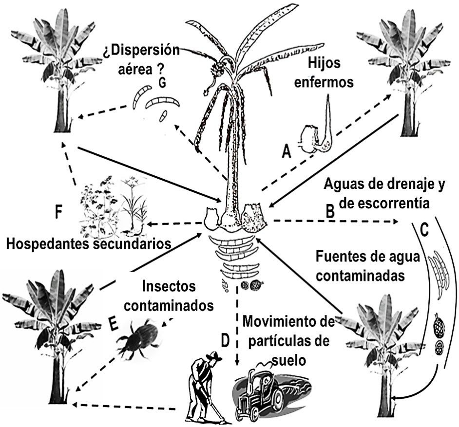 Ciclo de la marchitez por Fusarium o mal de Panamá de las musáceas. El patógeno se mantiene en suelo y restos vegetativos de plantas infectadas y en malezas hospedantes, asintomáticamente. Diseminación del patógeno mediante: a) material de plantación; b) escorrentía y sistemas fluviales; c) partículas de suelo arrastradas y adheridas en zapatos, herra- mientas, equipos y todo lo que mueva suelo.