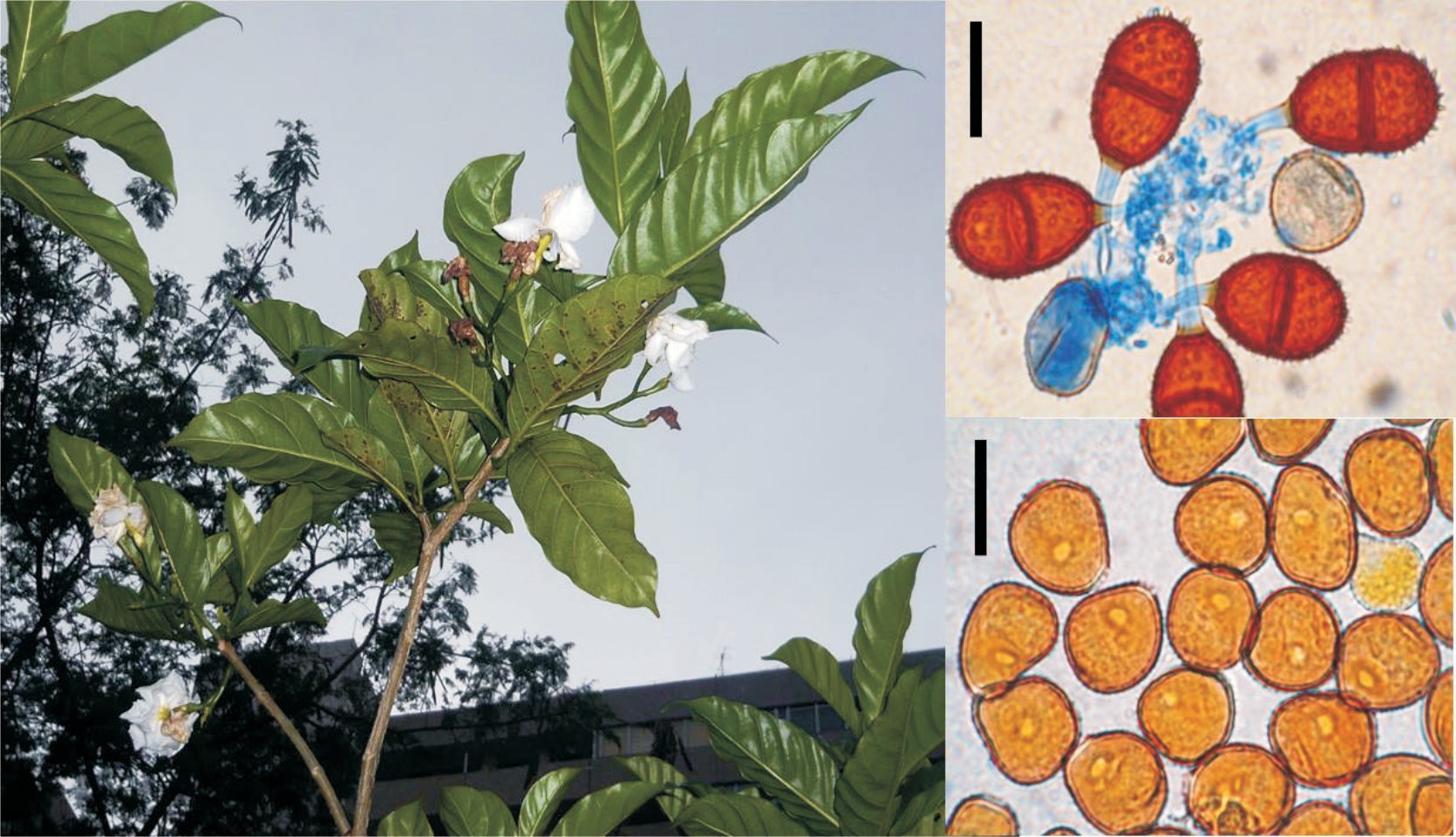 Uredo manilensis en jazmín de montaña. A-Síntomas, B-Teliosporas, barra = 35 μm y C-Uredosporas, barra = 30 μm.