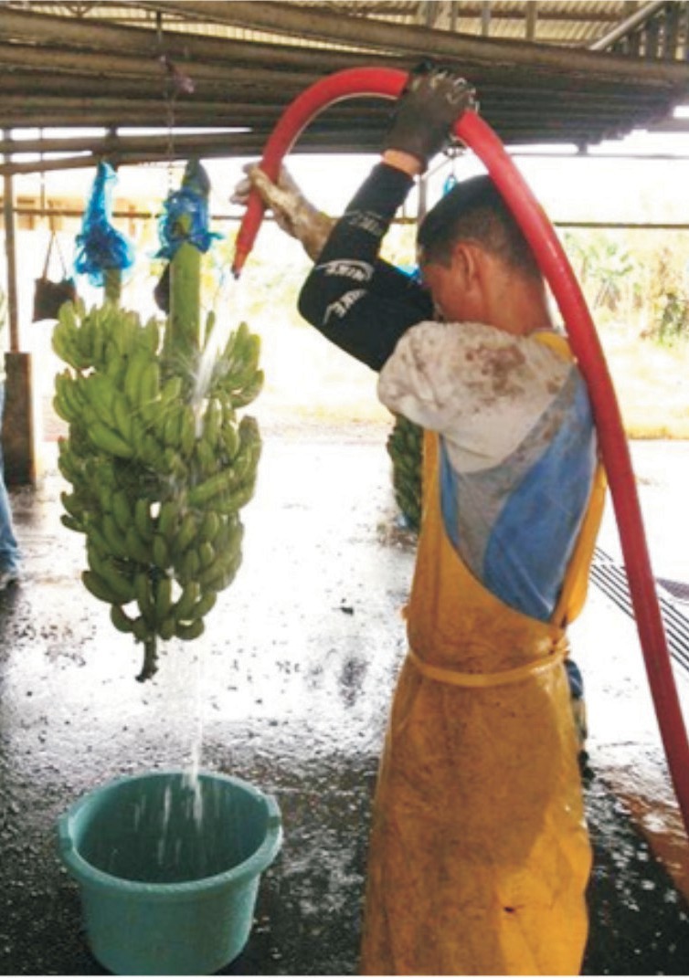 Lavado del racimo de banano (Musa AAA) con agua a presión antes de su entrada al proceso de desmane y selección y recolección del líquido remanente en un recipiente plástico para la toma de la muestra.