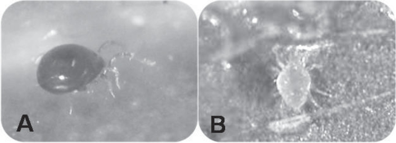 Principales enemigos naturales detectados en la colección de anoná- ceas pertenecientes a la UCTB Alquízar, provincia de Artemisa, en los meses de estudio. A: Phytoseiulus spp., B: Agistemus sp.
