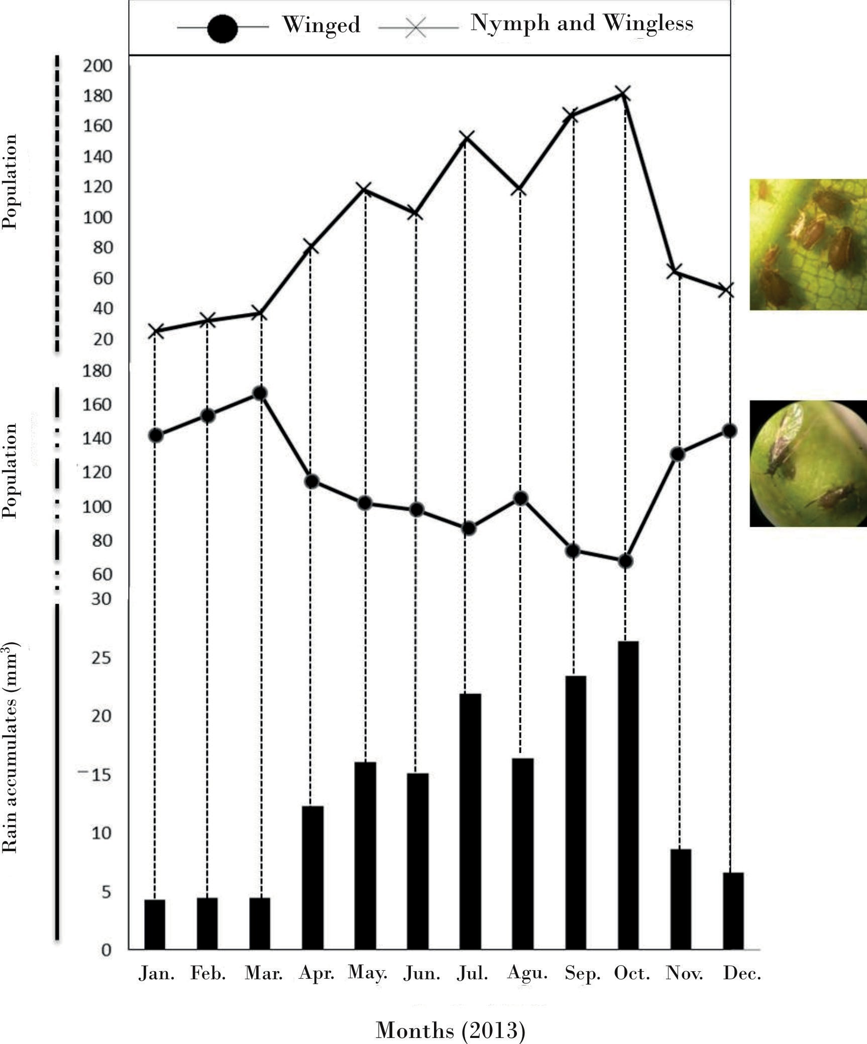 Relation between 2013 monthly rain accumulates and aphid number detected.