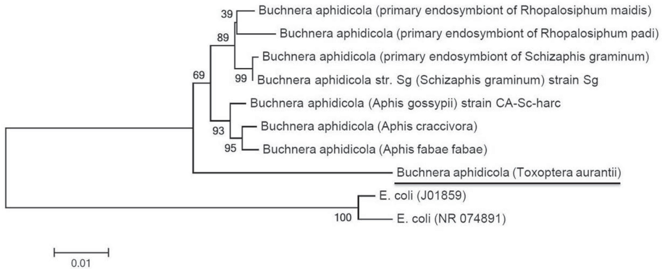 Phylogenetic tree based on the 16S rDNA sequences of the Buchnera spin Toxoptera aurantii, and other 16Sr reference Buchnera aphidicola isolated from other aphids. Bootstrap values obtained for 1000 replicates are shown above the branches. Escherichia coli was used as the outgroup to root the tree.