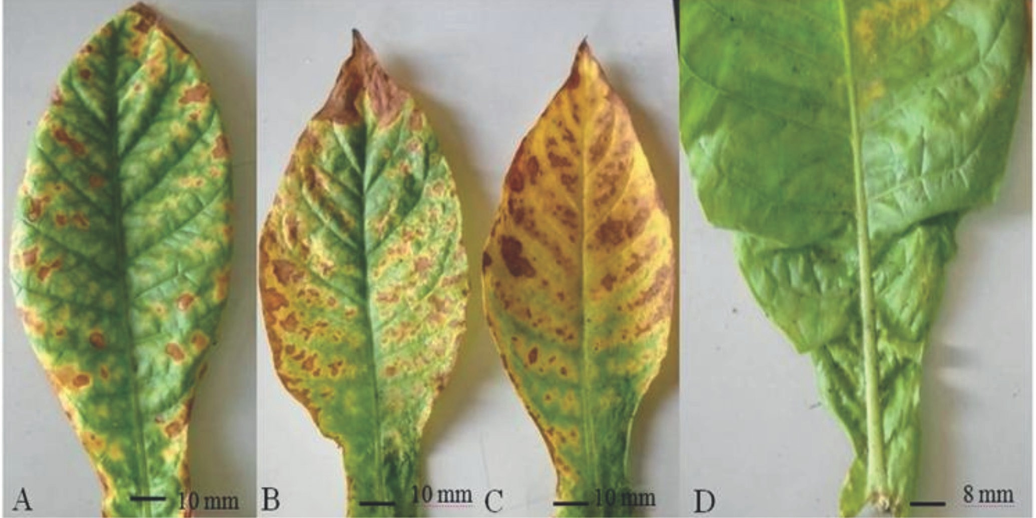 Research Institute on Tropical Fruit Crops