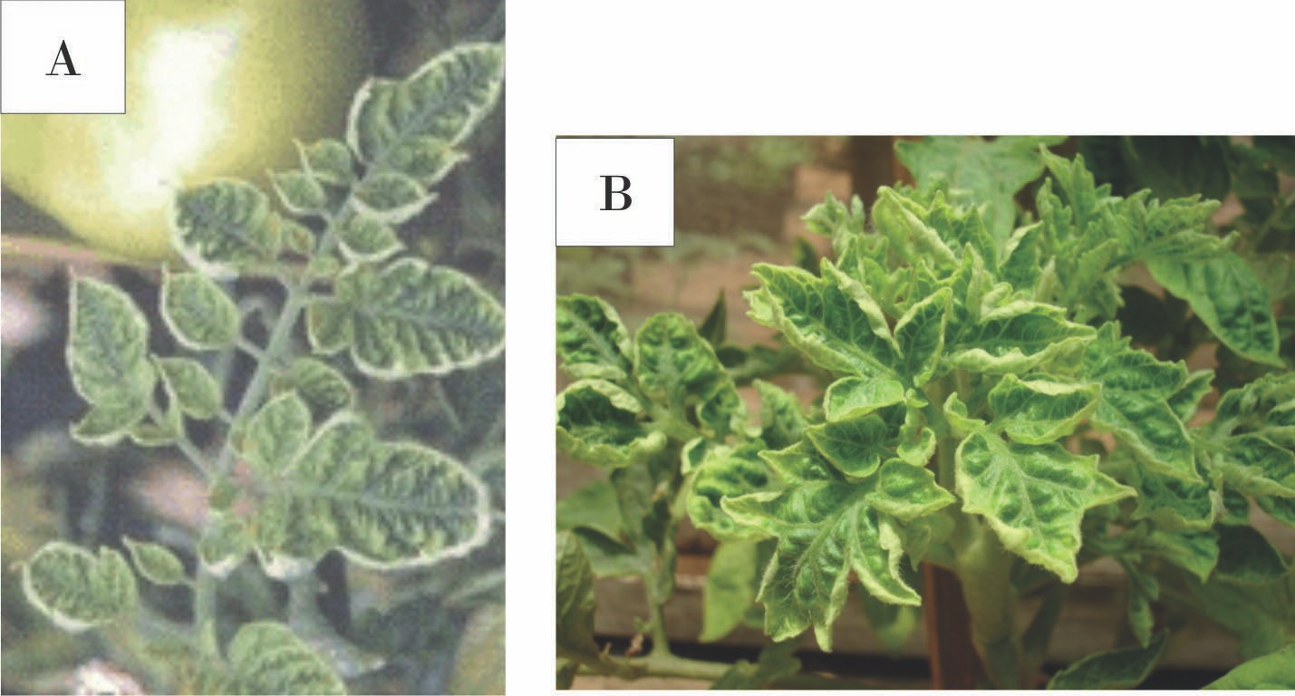 Síntomas causados por TYLCV-IL CU en el cultivo del tomate. A) Plantas con hojas en forma de cuchara, con moteado clorótico y reducidas de tamaño. B) Moteado clorótico con presencia o no de encrespamiento foliar ligero.