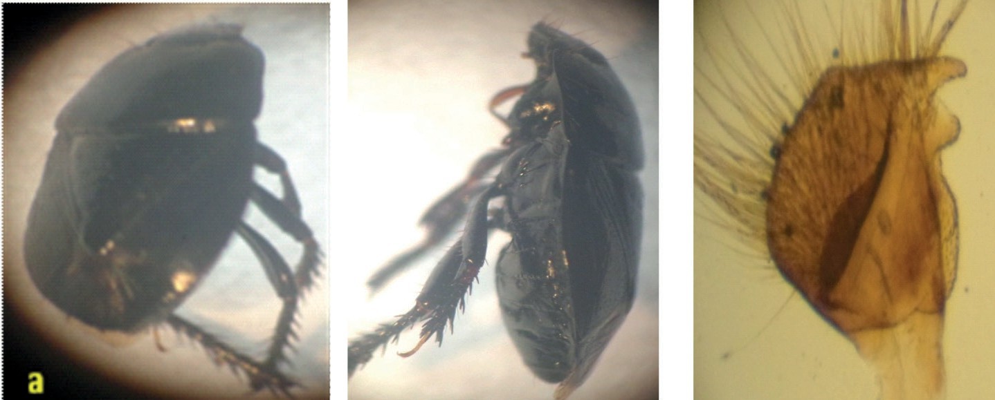 (8 x) (a) Dorsal view of Tominotus inconspicuus F; (b) Lateral view; (c) Parameres.