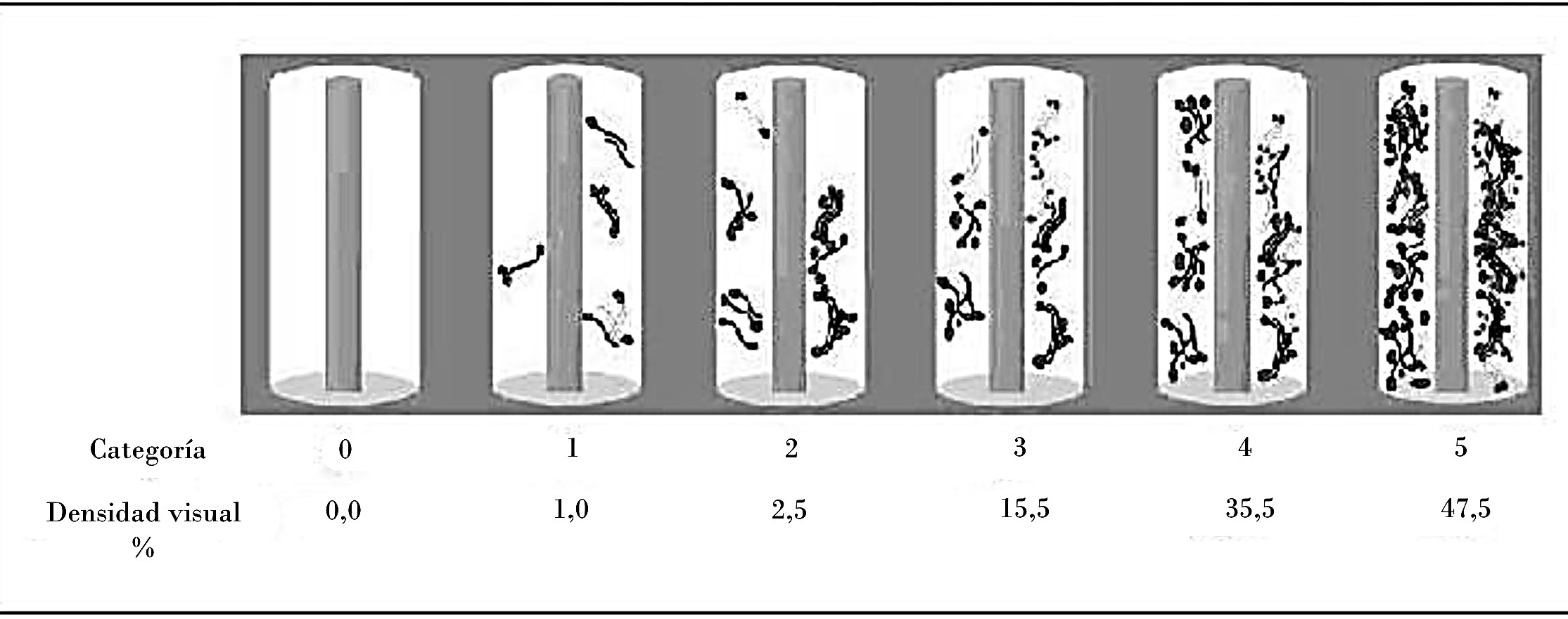 Diagrama de las categorías de intensidad o densidad visual de la colonización de raicillas por los HMA [Herrera et al., 2004].