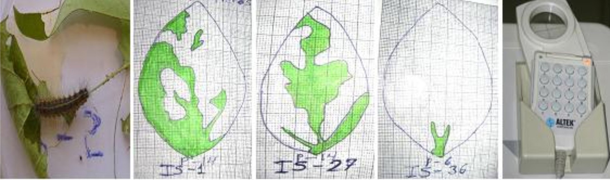 Consumo foliar diario de E. acrea sobre variedades de soya Incasoy (IS-1, IS-27, IS-36). El área foliar no sombreada indica el tejido consumido.