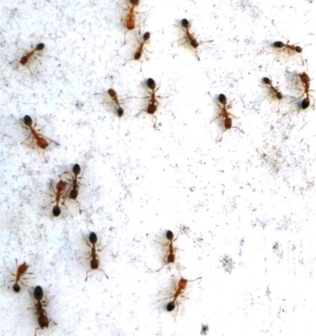 Obreras de Monomorium destructor en una vivienda de la ciudad Heroica Cárdenas, Tabasco, México.