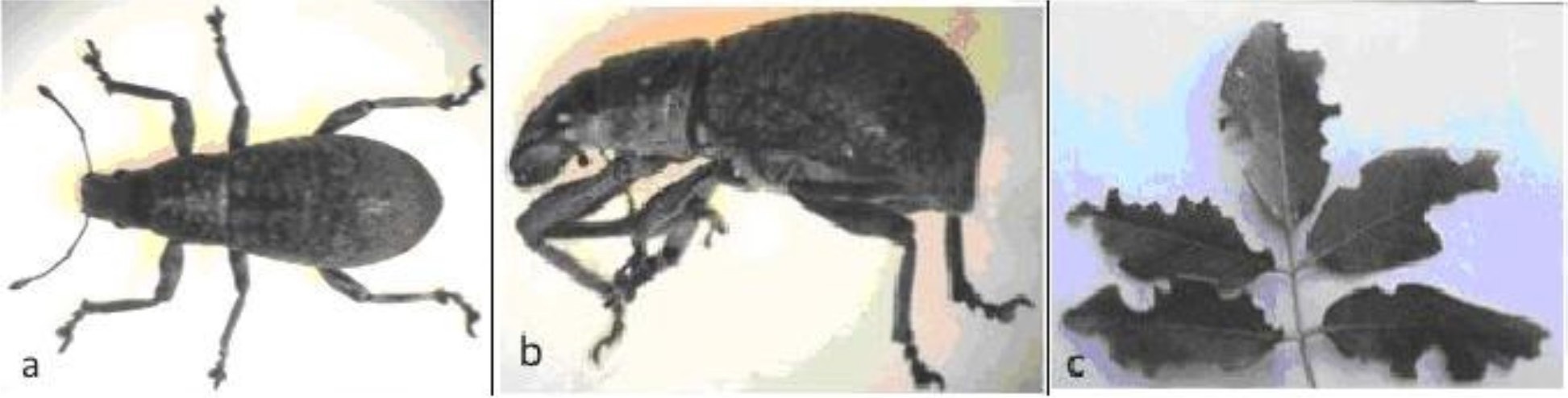Epicaerus fronterae en vista dorsal (a), lateral (b) y daños en follaje de Gliricidia sepium.