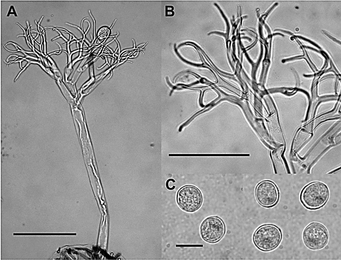 Hyaloperonospora parasitica, A: conidióforo (barra = 100 µm), B: última ramificación con extremos fuertemente curvados (barra = 50 µm), C: conidios (barra = 25 µm).