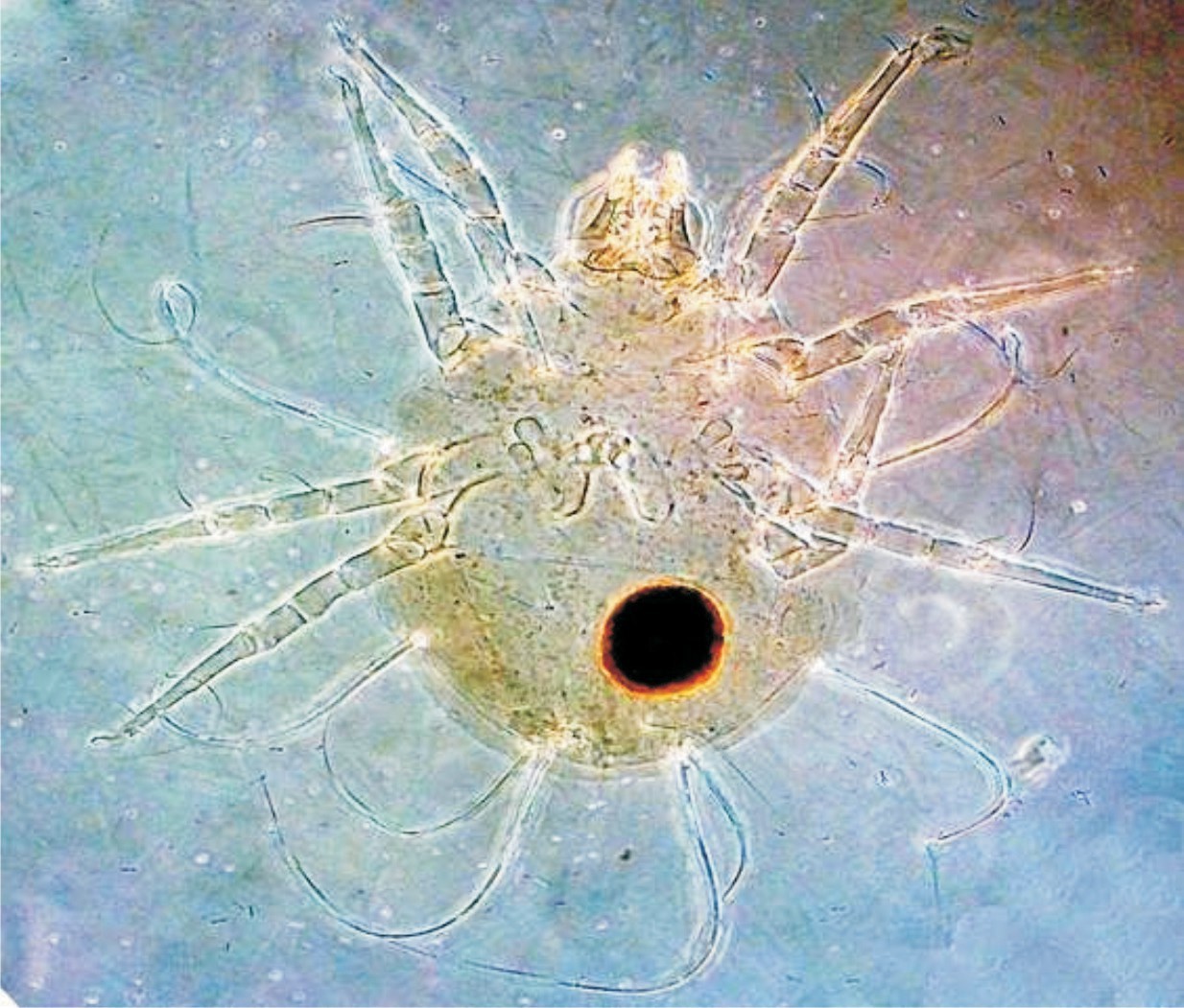 Hembra de Neotropacarus mumai