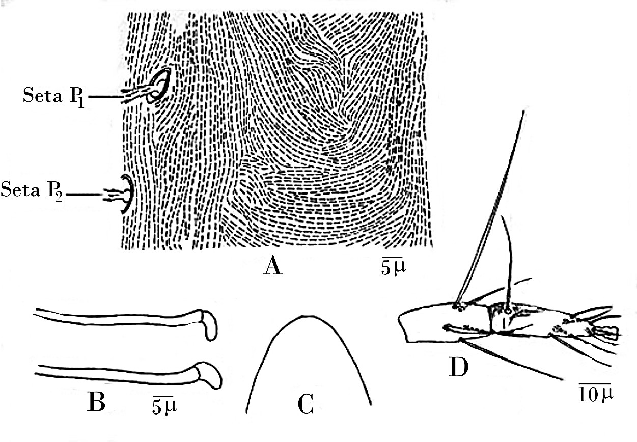 Schizotetranychus paezi. A: Estrías de Propodosoma. B: Peritremas. C: Estilóforo. D: Tibia y tarso de la pata IV [Alvarado y Fréitez, 1976].