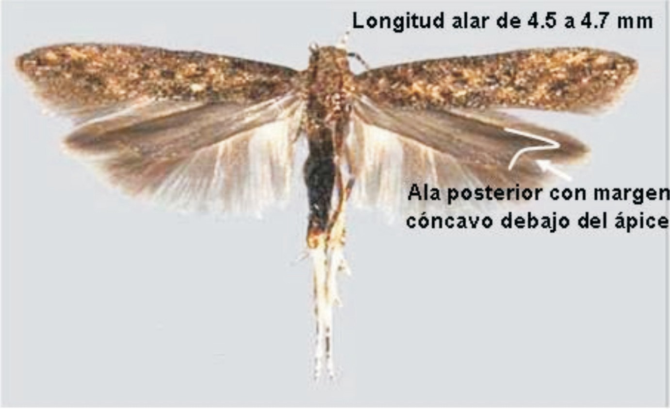 Adulto de T. absoluta [Brambila et al., 2010].