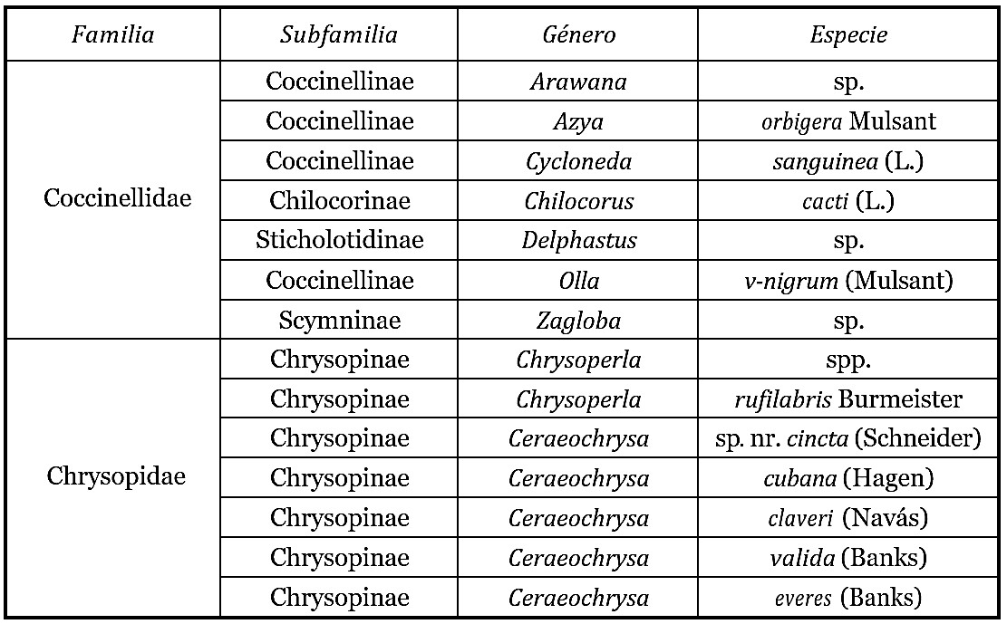 Depredadores de Diaphorina citri