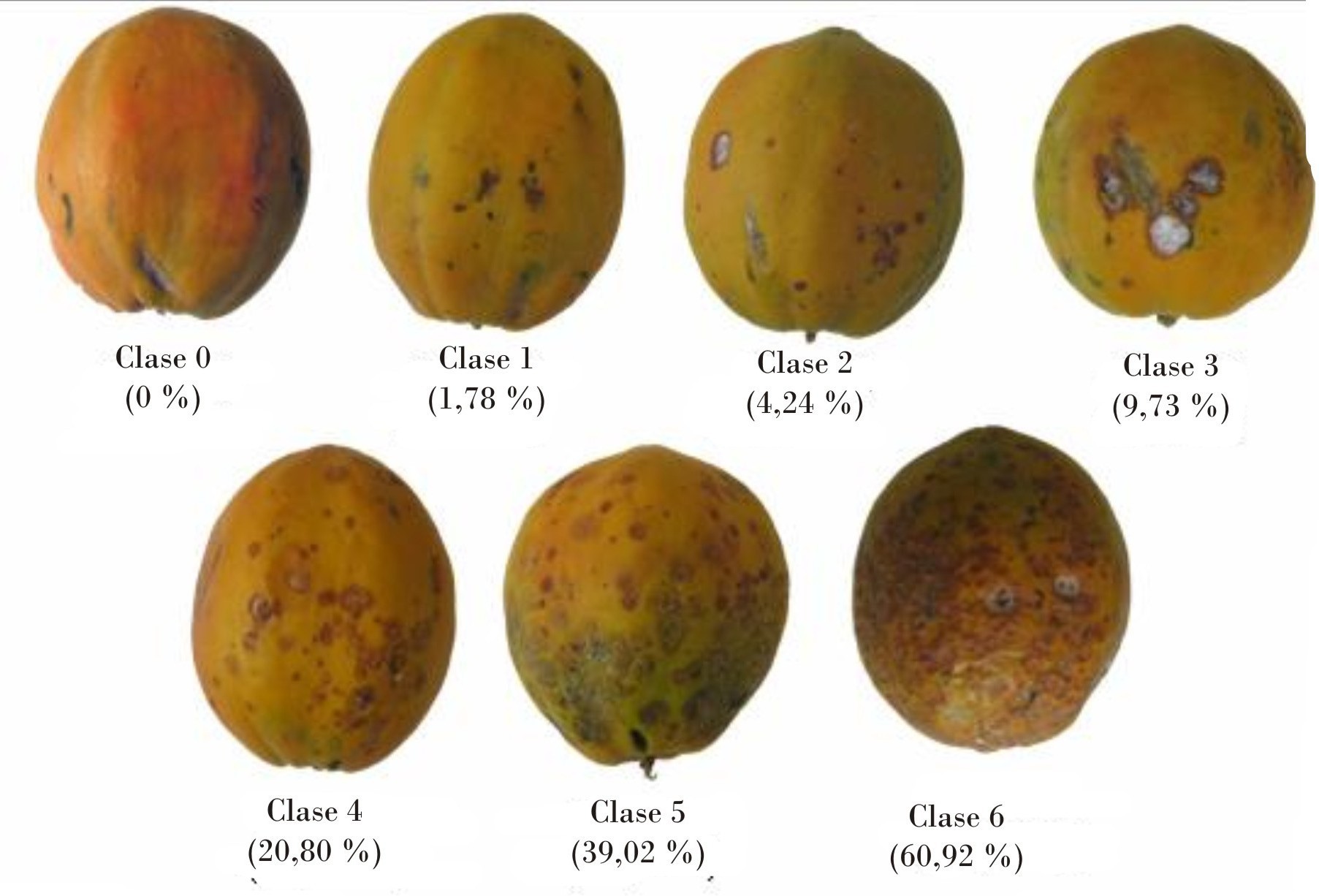 Escala logarítmica diagramática para evaluar la severidad de la antracnosis en el patosistema Carica papaya- Colletotrichum gloeosporioides.