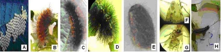 (4X) Clave descriptiva de Estigmene acrea Drury (Lepidoptera: Arctiidae): reconocimiento de los estados de vida y daños ocasionados: (A) huevos; B, C, D (segundo L2, tercer L3 y cuarto L4 instares larvales); (E) pupa; (F, G) vista dorsal y ventral del adulto; (H) daños.