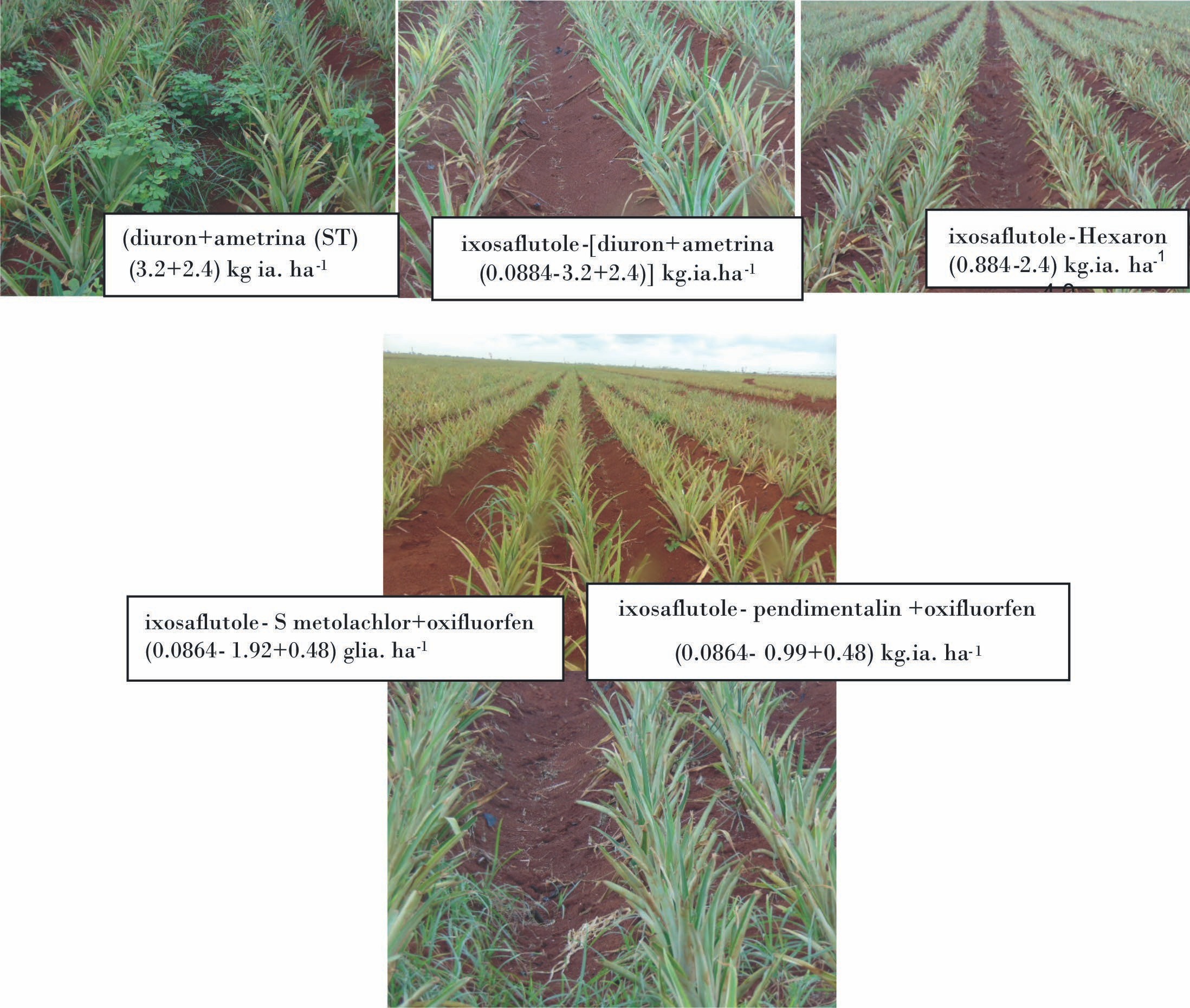 Extensión de herbicidas en mezclas y combinaciones en piña a los 45-60 días de la plantación.