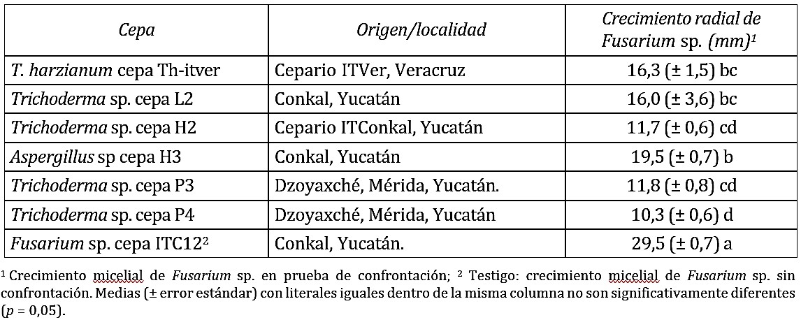 Cepas de hongos utilizadas en la inhibición del crecimiento radial de Fusarium sp. a los seis días de inoculación del fitopatógeno