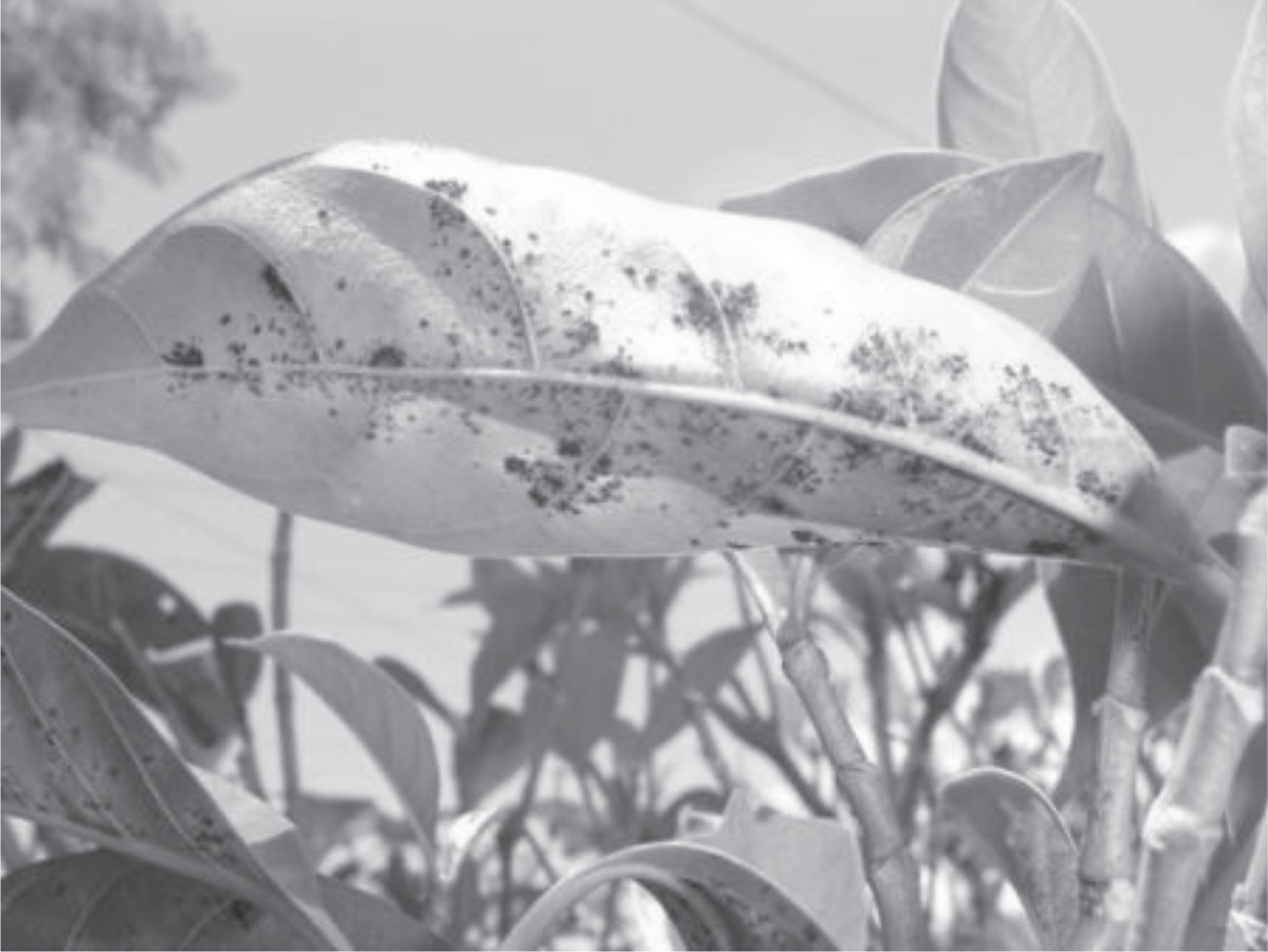 U. manilensis en T. divarivata.