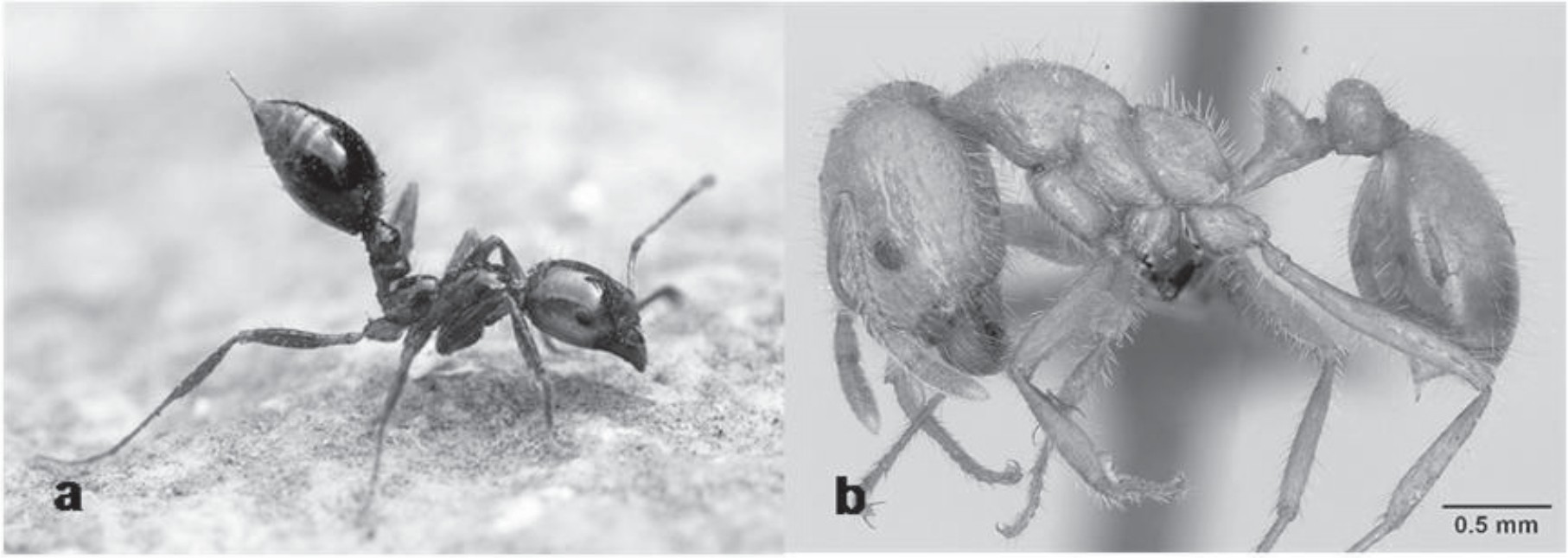 Solenopsis invicta (a) Solenopsis geminata (b).