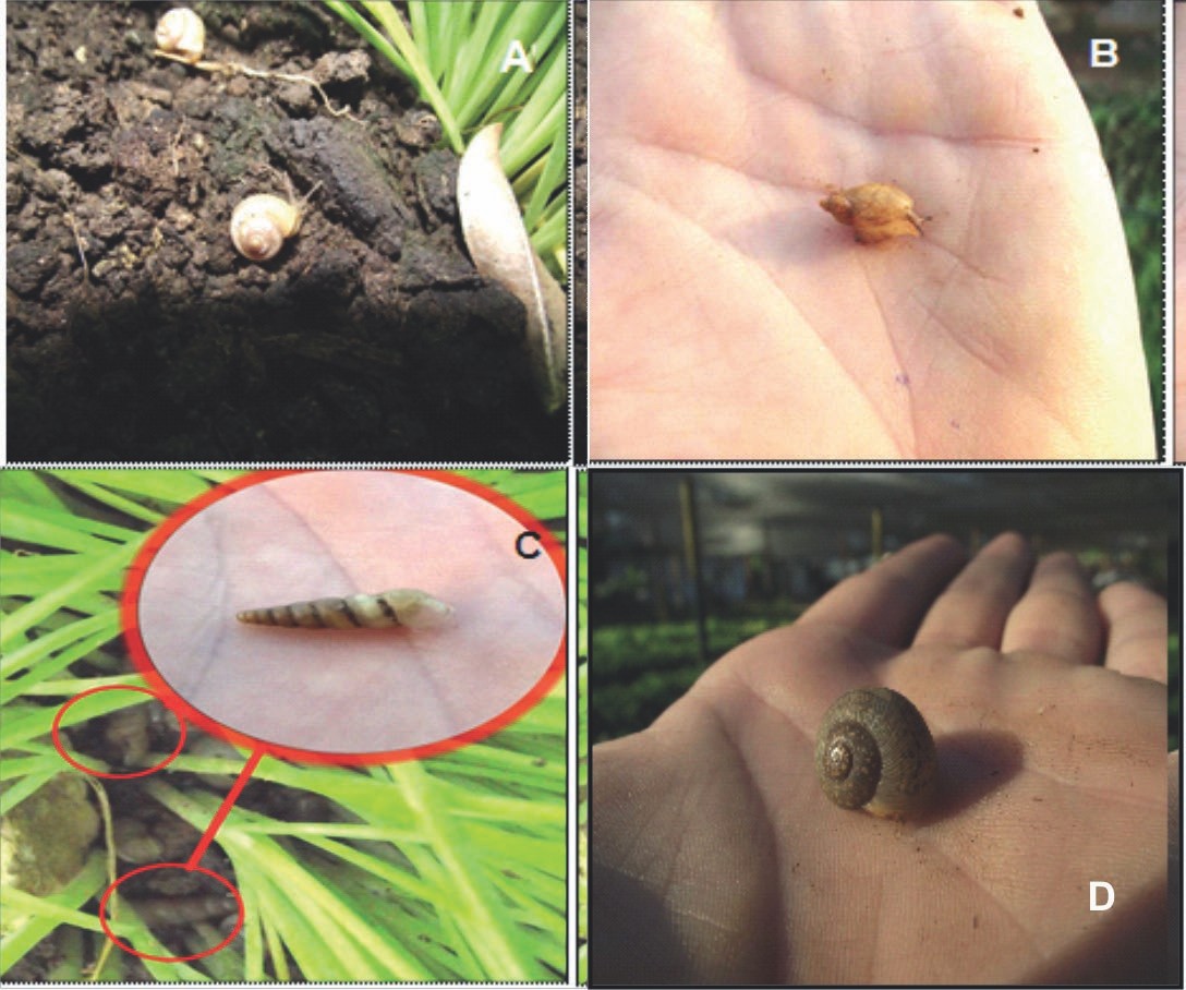 A) Praticolella griseola (Pfeiffer, 1841), B) Succinea sp., C) Subulina octona (Bruguiére, 1792), D) Zachrysia auricoma (Férus- sac, 1822).