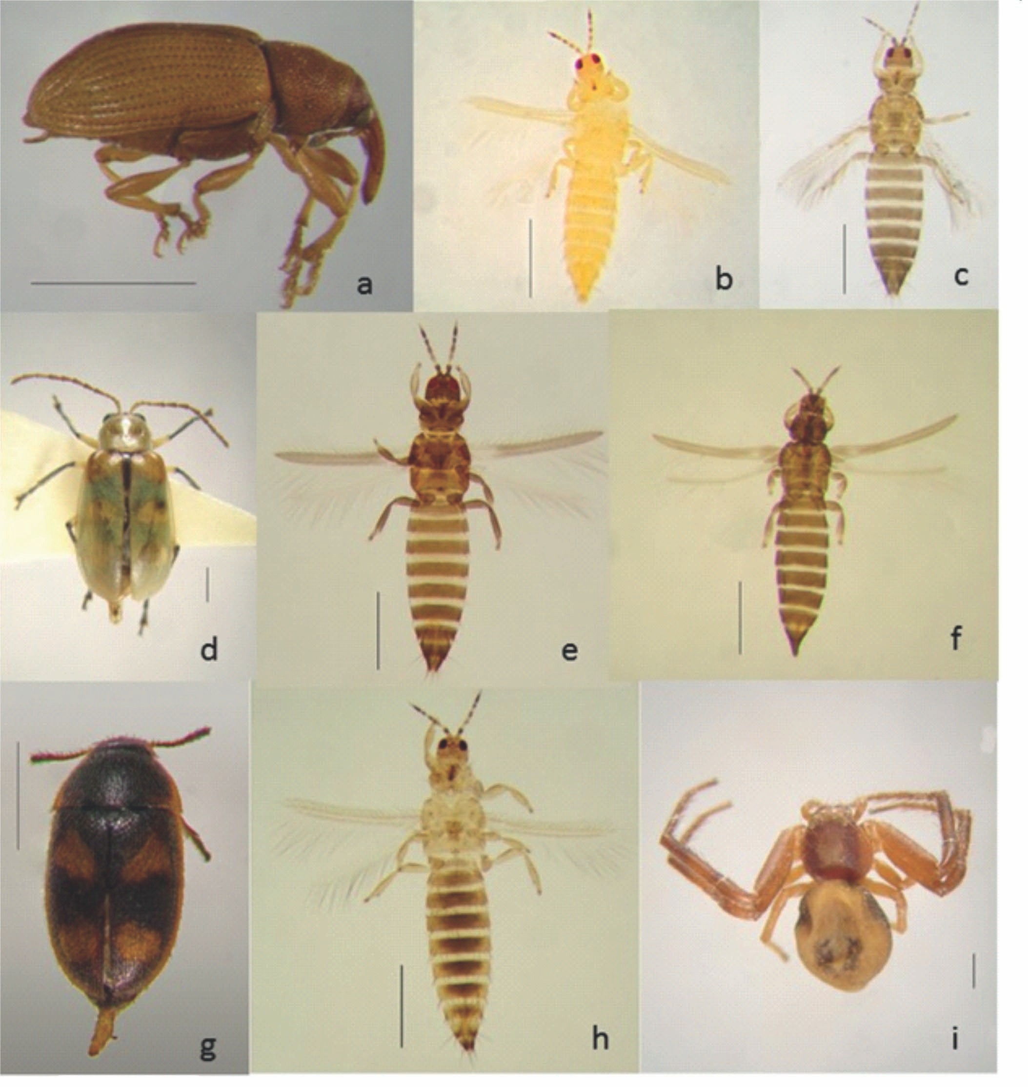 Artrópodos de las flores de Chrysanthemum recolectados en una finca de pequeños producto- res de El Cadillal (El Carmen, Jujuy, Argentina): a) Curculionidae (sp 2), b) Frankliniella gemina, c) Frankliniella schultzei, d) Diabrotica speciosa, e) Frankliniella australis, f) Microcephalothrips abdo- minalis, g) Mycetophagidae (sp 1), h) Frankliniella occidentalis, i) Thomisidae (sp 1). Escalas de las figuras b,c,e,f,h = 0,5 mm; a,d,g,i = 1 mm.