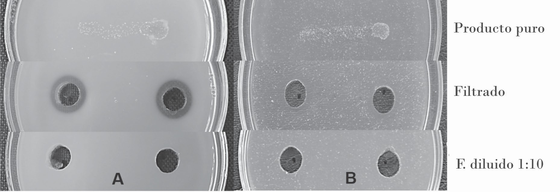 Detección de las enzimas hidrolíticas en los tratamientos evaluados. A: Medio suplementado con leche descremada (caseinasa). B: Medio suplementado con quitina coloidal (quitinasa).