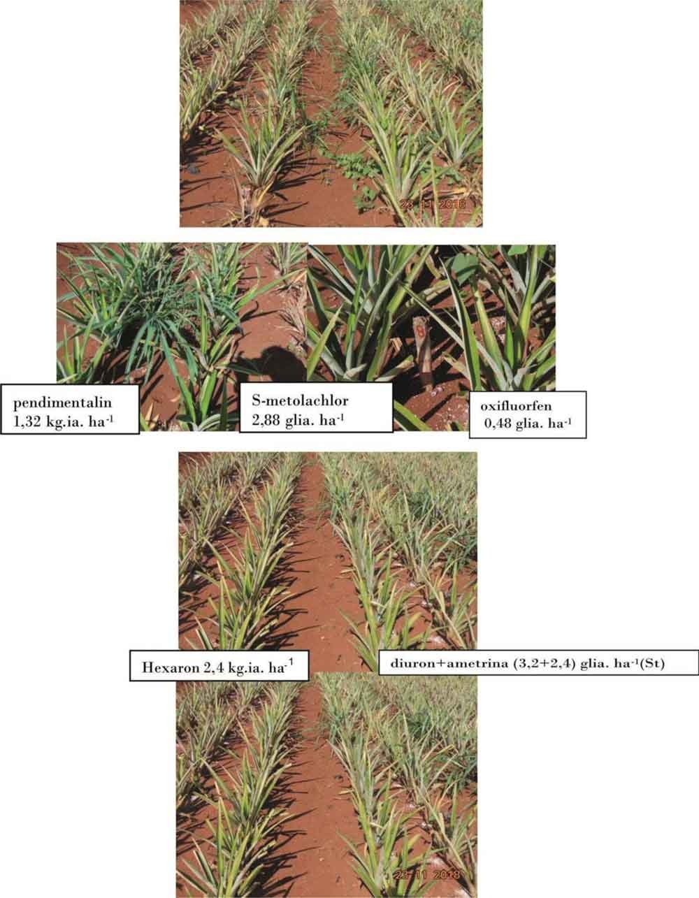 Efecto de los tratamientos de herbicidas sobre las malezas y la piña a los 45- 60 días de la aplicación (fase experimental)