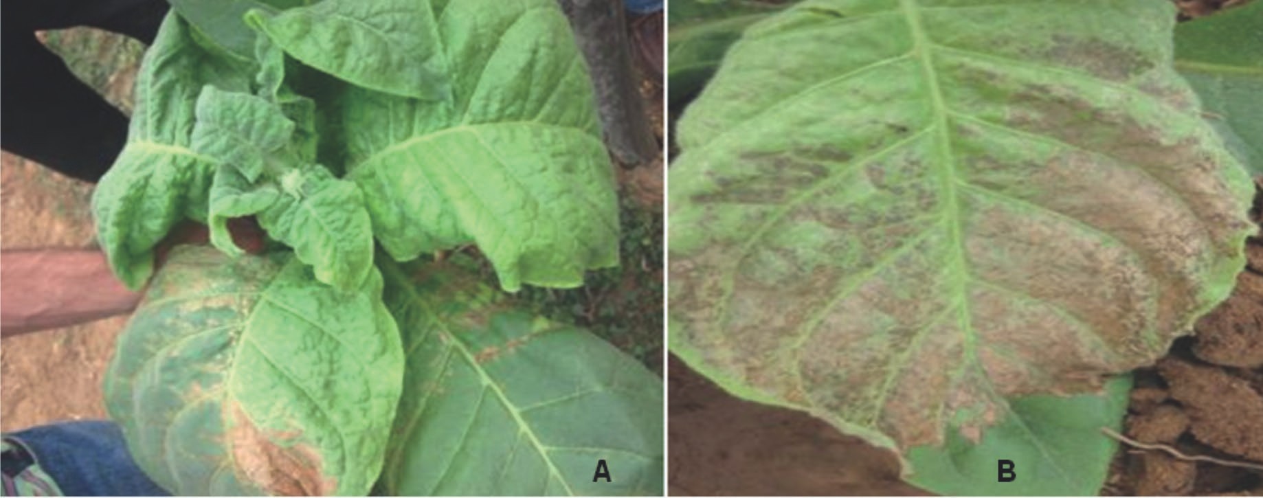 Síntomas observados en el cultivo del tabaco en la provincia de Las Tunas. A: Planta con área necrótica y pérdida de la dominancia apical. B: Necrosis severa en las hojas.