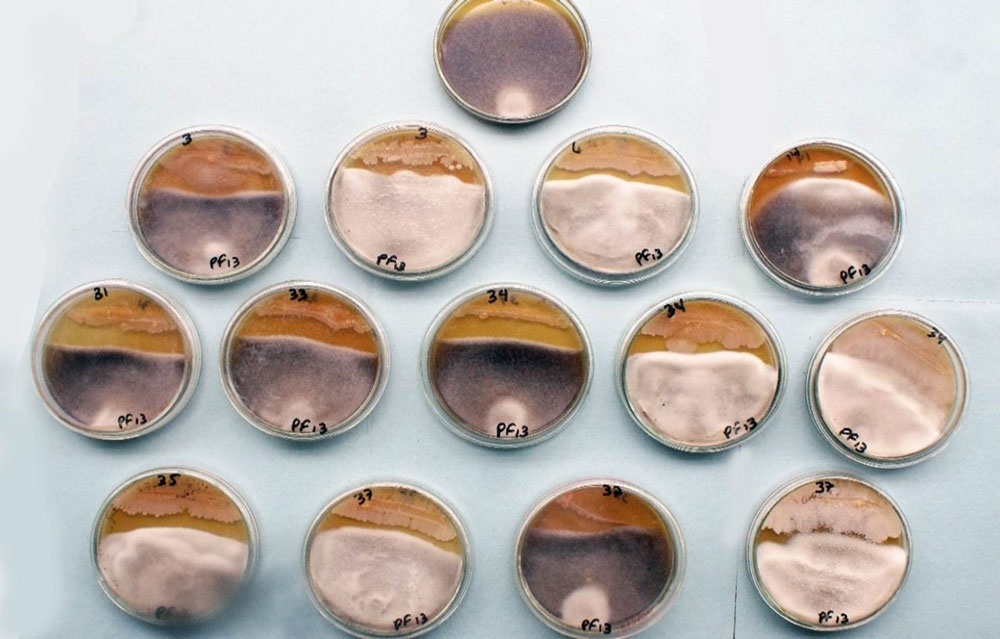 3. B. subtilis (Bs-4), 6. B. subtilis (Bs-21), 14. B. licheniformis (5-260), 31. Aislado 14 Bacillus spp. 33. Aislado E1 Bacillus spp. 34. Aislado E5 Bacillus spp. 34. Aislado E6 Bacillus sp. 37. B. subtilis (98,2) vs Bipolaris sp.