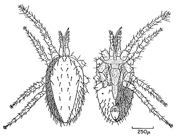 Ornithonyssus bursa. Hembra vista dorsal y ventral.