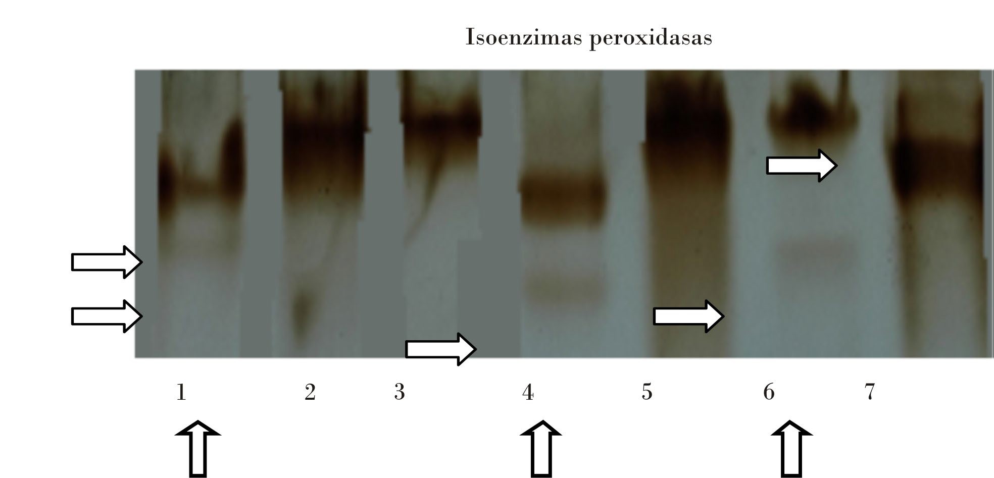 Comportamiento de la enzima POX en siete especies de palmas con diferente comportamiento frente a R. indica.