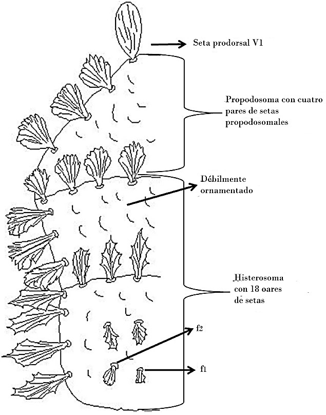 Macho vista dorsal.