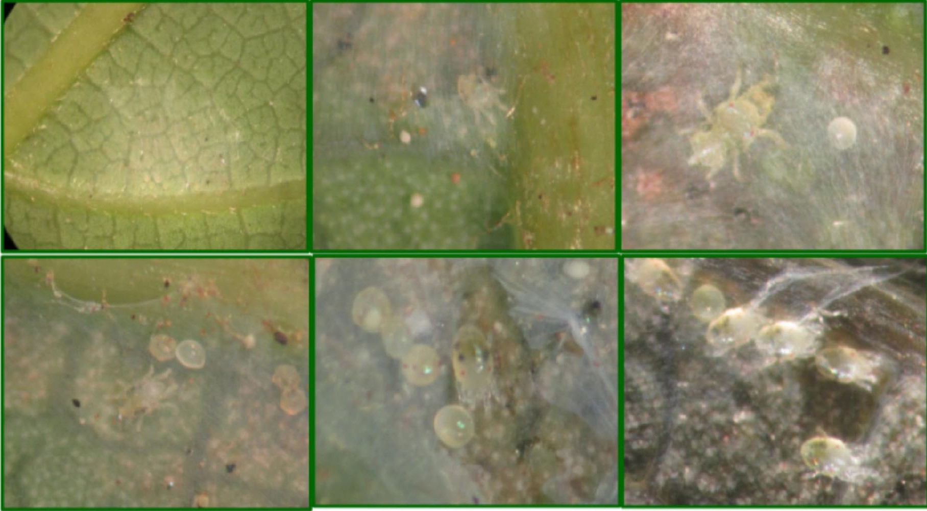 Telaraña de O. perseae con diferente espesor.