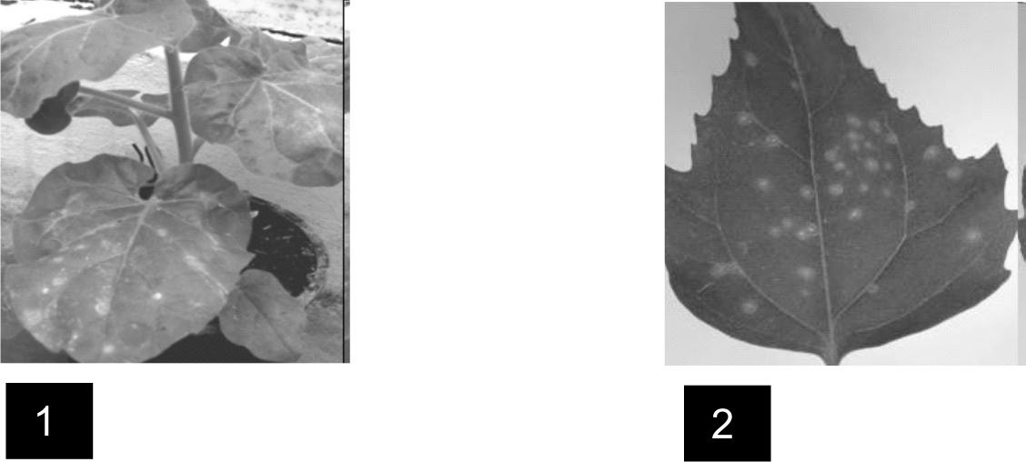 Síntomas de Orthotospovirus en plantas indicadoras.1) N. glutinosa con lesiones locales necróticas. 2) C. quinoa con lesiones locales necróticas.