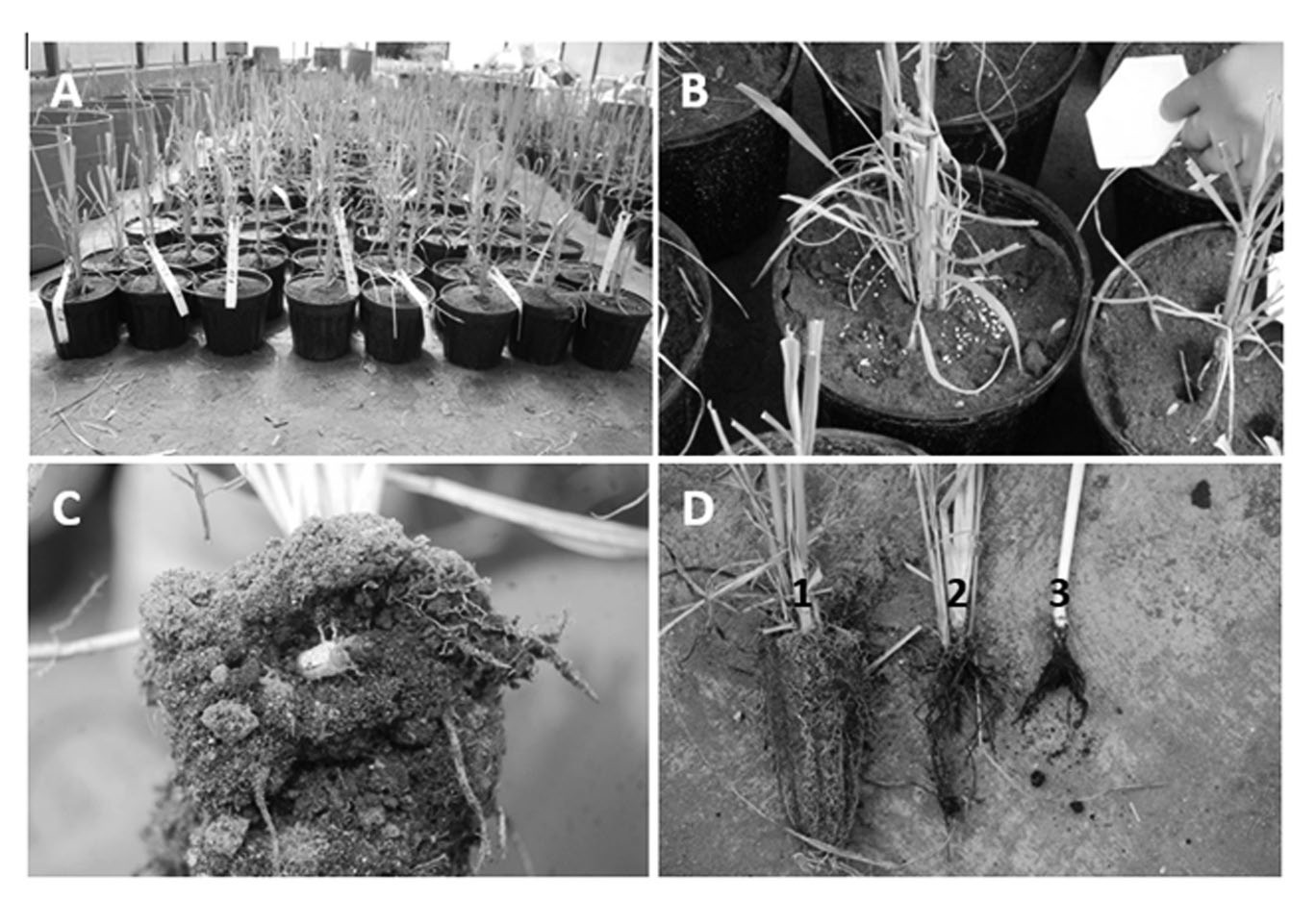 A-D. Vista general de las plantas en macetas del experimento (A), derecha: hoyos para la inoculación de las larvas de gallina ciega, izquierda: aplicación de productos granulados (B), presencia de la plaga en el sistema radical de la planta a los 45 días (C), comparación del daño en el sistema radical a los 45 días de aplicados los tratamientos: 1. planta testigo sin gallina ciega, 2. planta con 3 gallina ciega, 3. planta con 5 gallina ciega (D).
